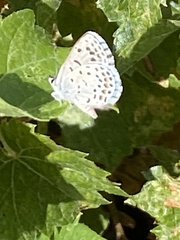 Euphilotes centralis