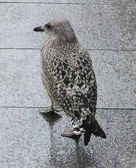 Larus argentatus