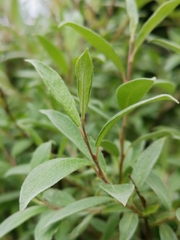 Salix lapponum