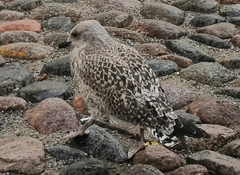 Larus argentatus