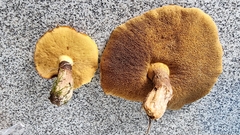 Suillus luteus