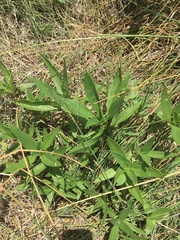 Helianthus paradoxus