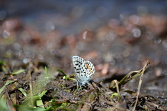 Euphilotes heracleoides