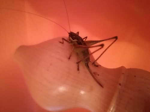 kobylka južná (Pachytrachis gracilis)
