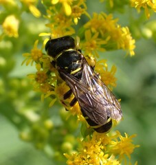 Ectemnius arcuatus