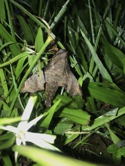 Enyo lugubris lugubris