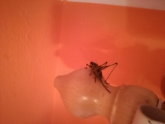 Pachytrachis gracilis