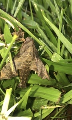 Enyo lugubris lugubris