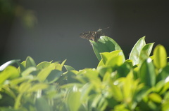 Urbanus proteus