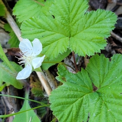 Rubus lasiococcus