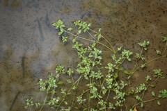 Callitriche obtusangula