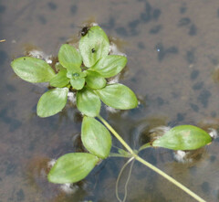 Callitriche obtusangula