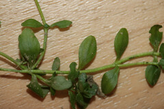 Callitriche obtusangula