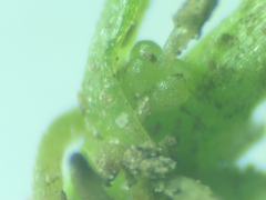 Callitriche obtusangula