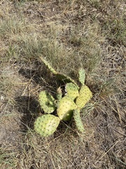 Opuntia cymochila