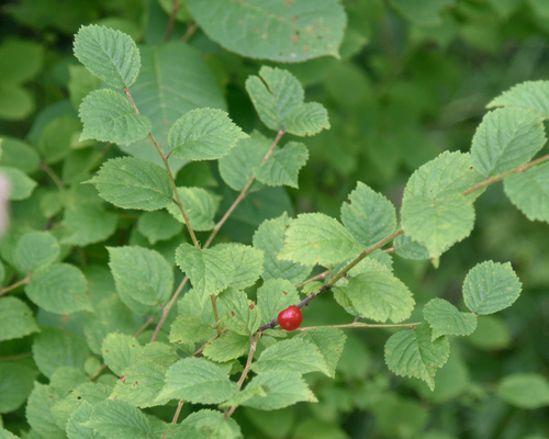 Prunus tomentosa