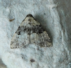 Dyspyralis illocata