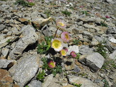 Ranunculus glacialis