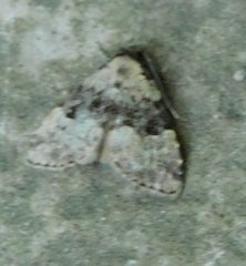 Dyspyralis illocata