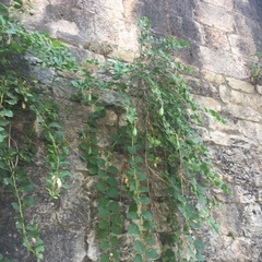 Capparis