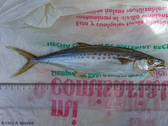 Scomberomorus sierra