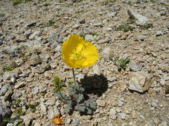 Papaver alpinum