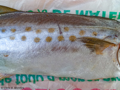 Scomberomorus sierra