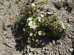 Cerastium latifolium