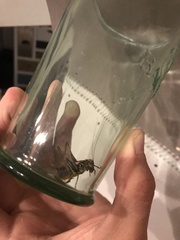 Pholidoptera griseoaptera