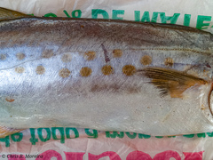 Scomberomorus sierra