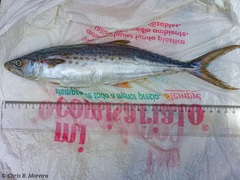 Scomberomorus sierra