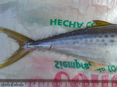 Scomberomorus sierra