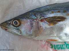 Scomberomorus sierra