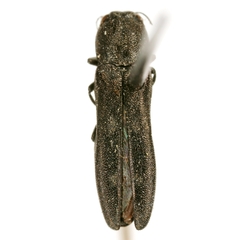 Agrilus abjectus
