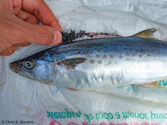 Scomberomorus sierra