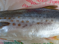 Scomberomorus sierra