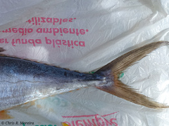 Scomberomorus sierra