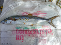 Scomberomorus sierra