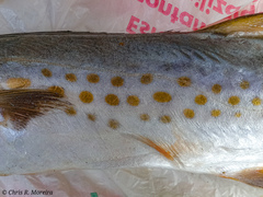 Scomberomorus sierra