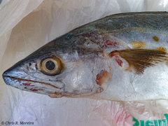 Scomberomorus sierra