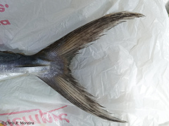 Scomberomorus sierra