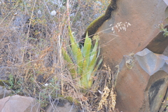 Tillandsia walteri