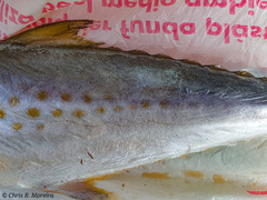 Scomberomorus sierra