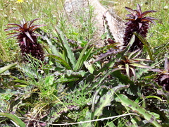 Eucomis vandermerwei