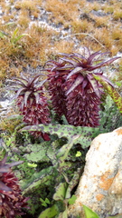 Eucomis vandermerwei