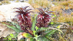 Eucomis vandermerwei