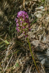 Anacamptis pyramidalis