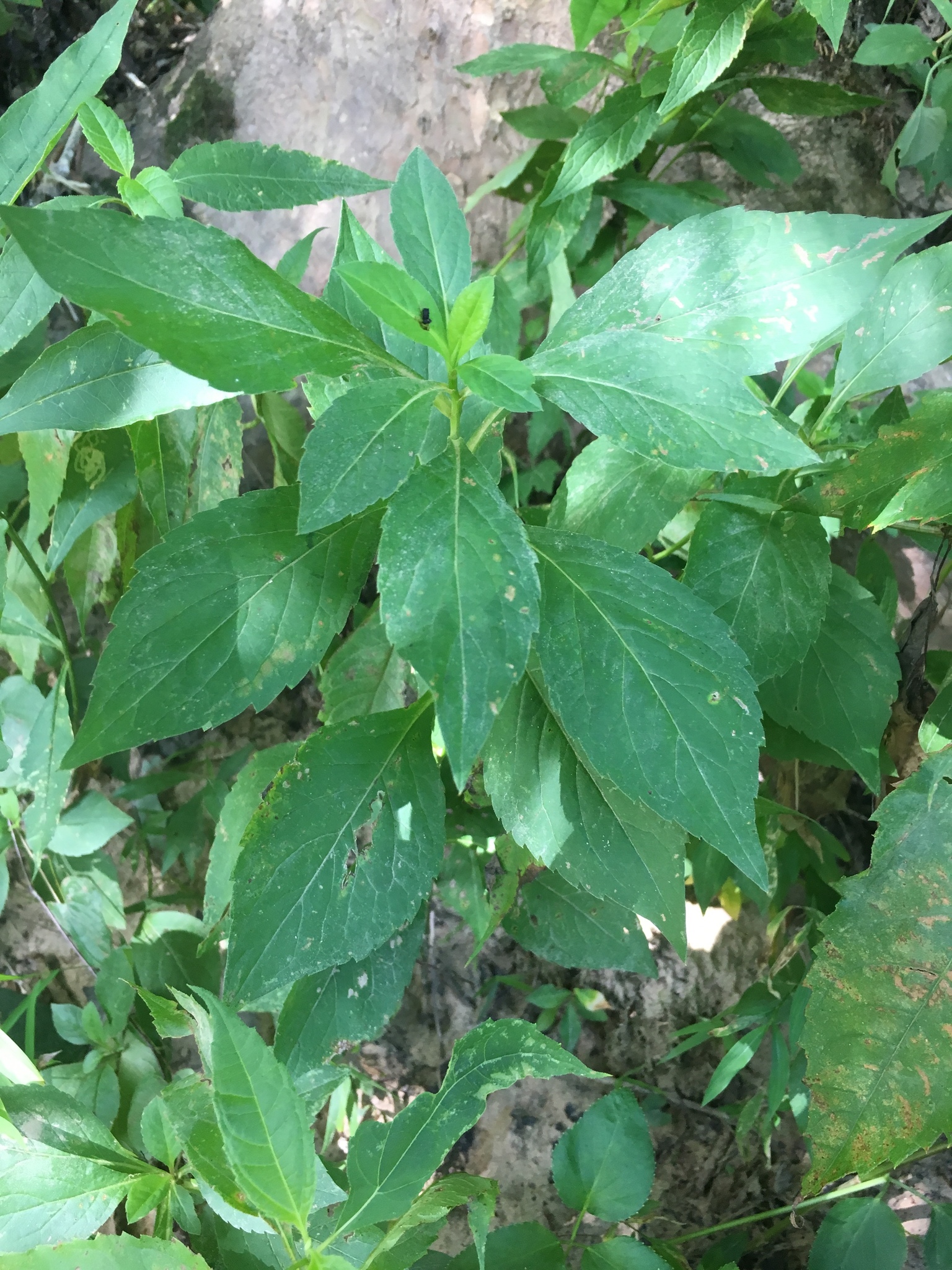 Eurybia saxicastellii