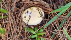 Amanita toxica