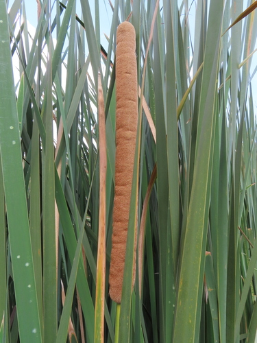 Uva de mar (Coccoloba uvifera)